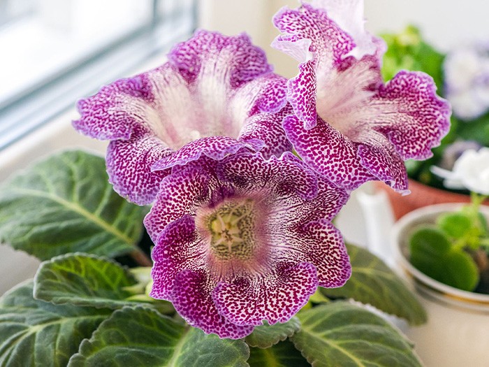 Gloxinia plant.